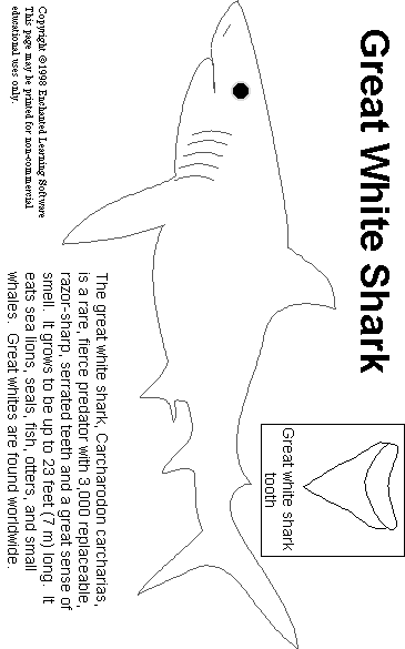 Search result: 'Great White Shark Print-out'