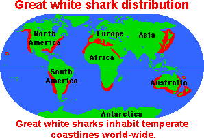 Great White Shark Classification Chart