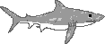 A printout of a great white shark.