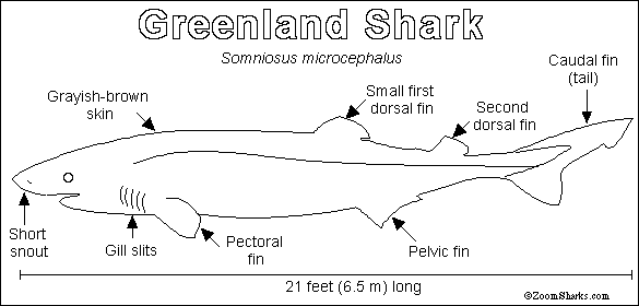 Search result: 'Greenland Shark Printout'