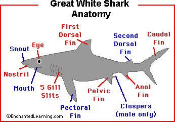 Anatomy of a Great White Shark