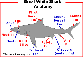 Great White Shark Classification Chart