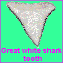 Great white shark tooth