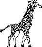 giraffe