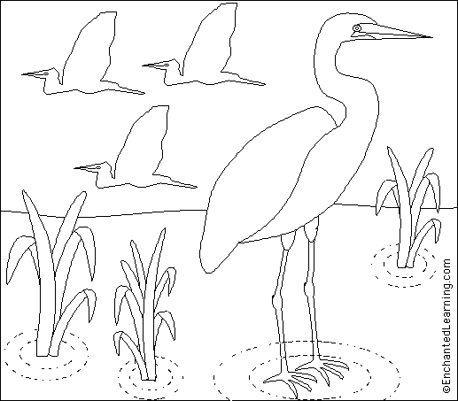 Search result: 'Great Egret Coloring/Writing Printout'