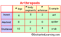 Attribute Chart Graphic Organizer