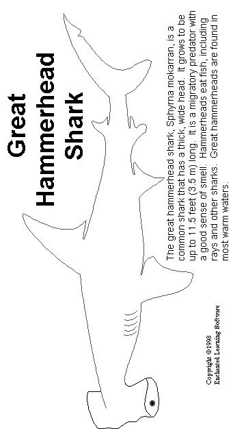 Search result: 'Hammerhead Shark Print-out'