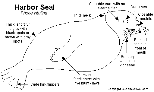 Search result: 'Harbor Seal Printout'