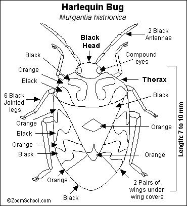 Search result: 'Harlequin Bug Printout'