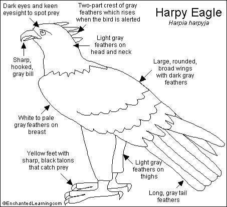 Harpy Eagle Printout