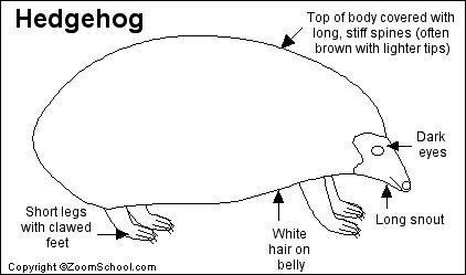 Search result: 'Hedgehog Printout'