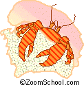 hermit crab