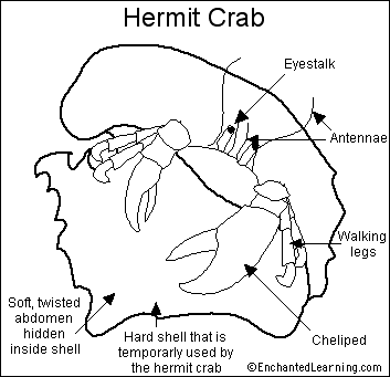 Search result: 'Hermit Crab'