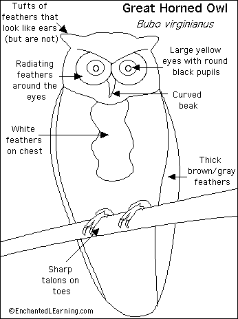 Great Horned Owl Printout Enchantedlearning Com The outer part of the ear collects sound. great horned owl printout