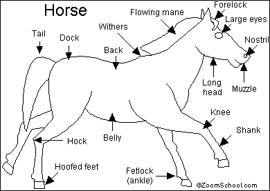 horse