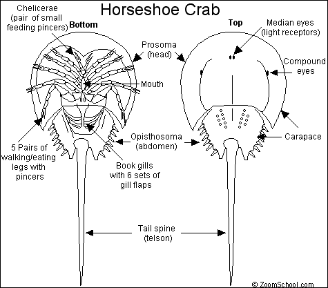 Search result: 'Horseshoe Crab Printout'