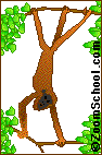 Howler Monkey