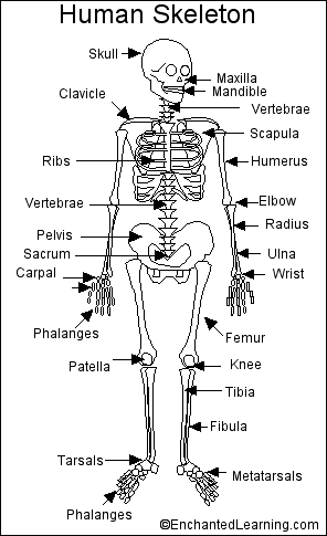 Search result: 'Human Skeleton Printout'