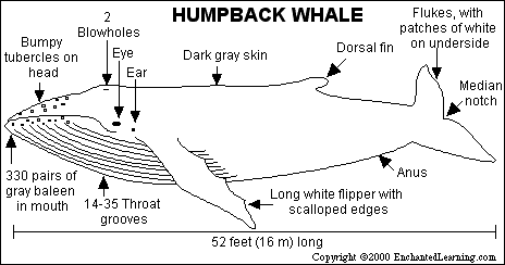 Search result: 'Humpback Whale Print-out'