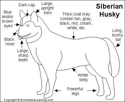 Search result: 'Siberian Husky Printout'