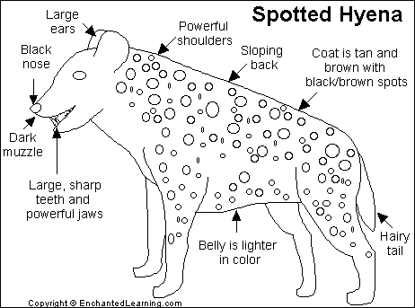 Search result: 'Hyena Printout'
