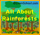Zoom Rainforest