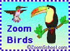 Zoom Birds
