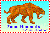 Zoom Mammals