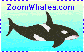 Zoom Whales
