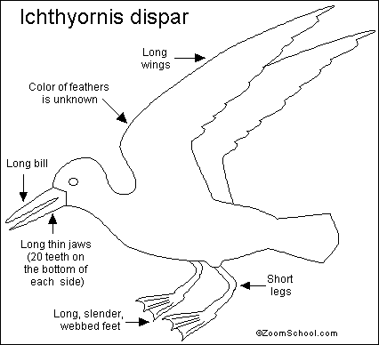 Search result: 'Ichthyornis Printout'