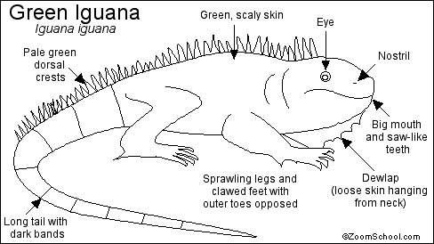Search result: 'Iguana Printout'