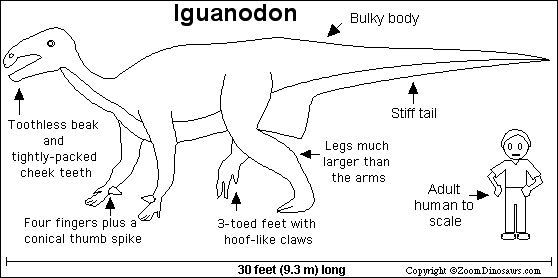 Iguanodon diagram