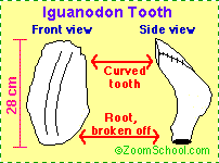 Iguanodon tooth