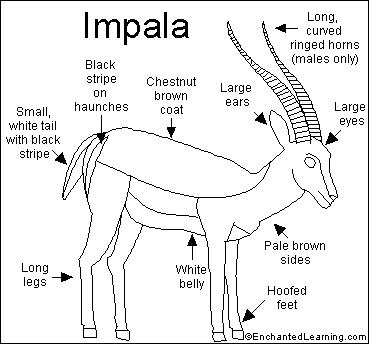 Search result: 'Impala Printout'