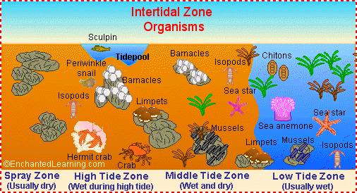 Intertidal Zone Animals 