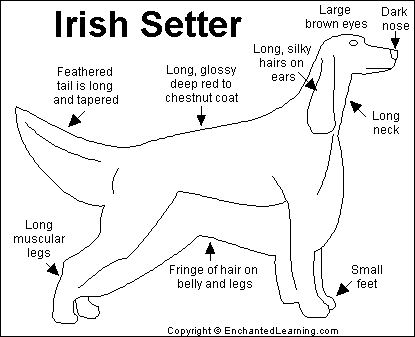 Search result: 'Irish Setter Printout'