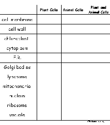 Plant and Animal Cells Graphic Organizer