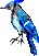 Blue Jay