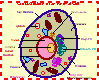 Animal Cell Diagram & Anatomy