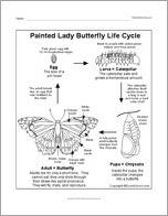 Painted Lady Butterfly Lifecycle