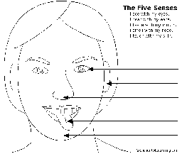 Label the Senses in English