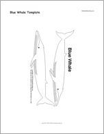 Blue Whale Template