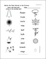 Match the Plant Words to the Pictures