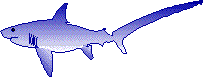 Thresher Shark