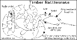 Rattlesnake Printout