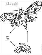 Cicada Printable Book