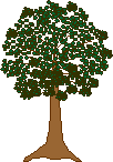 kapok tree