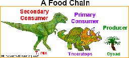 Food Chains and Food Webs