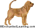 Bloodhound