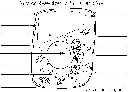 Label the Plant Cell